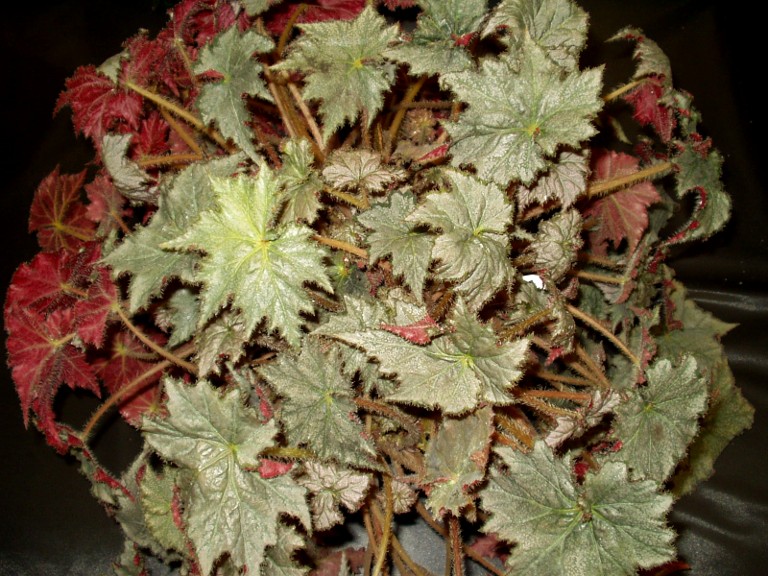 B. ‘Sierra Sunrise’